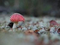 Jamur Mematikan Muncul Gara-gara Hujan Lebat, Korbannya Sudah Banyak