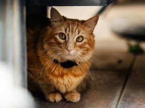 Video: Hal yang Perlu Diperhatikan Setelah Steril Kucing Biar Nggak Obesitas