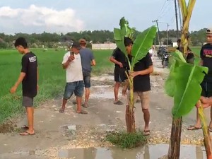 Video: Warga Bojonegoro Tanam Pohon Pisang di Jalan, Kenapa Tuh?