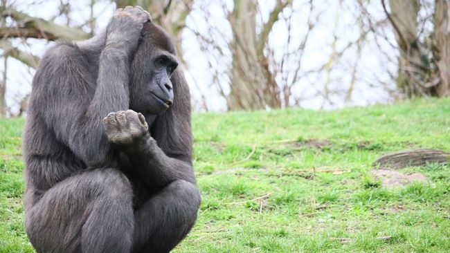 Ramai IQ Warga RI Disandingkan dengan Gorila: Angka Mirip, Makna Beda