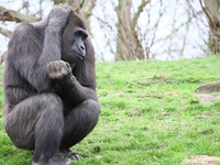 Ramai IQ Warga RI Disandingkan dengan Gorila: Angka Mirip, Makna Beda