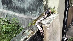 Viral Video Kejar-kejaran Antakelompok di Senggotan, Polisi Temukan Molotov