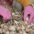 Petani bawang putih. (Tangkapan Layar Youtube/Pustaka Kementerian Pertanian)