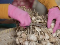 Petani bawang putih. (Tangkapan Layar Youtube/Pustaka Kementerian Pertanian)