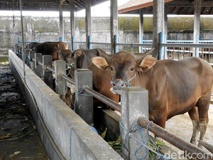 Bali Siaga LSD, Lalu Lintas Sapi Diperketat