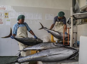 Produk Olahan Tuna RI Bebas Tarif Masuk Jepang Mulai 1 Agustus