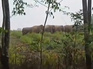 Polisi Imbau Warga Tetap Waspada Usai Gajah Liar Masuk Kebun Warga di Mura