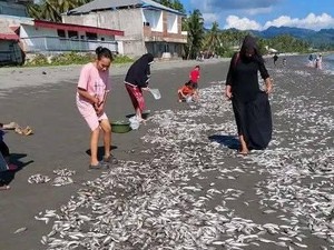 Heboh Ribuan Ikan Kerong-kerong Terdampar di Pantai Buol, Warga Rebutan