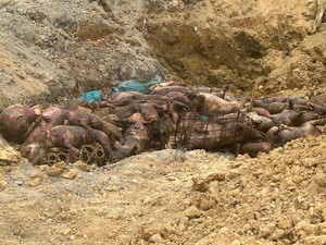Karantina Sumut Musnahkan 227 Babi Ilegal di Nias, Pelaku Ditetapkan Tersangka