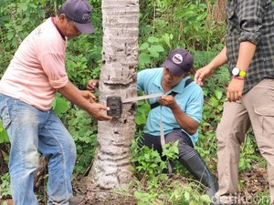 Camera Trap Pencari Jejak Diduga Macan Gunungkidul Dicopot, Ini Hasilnya