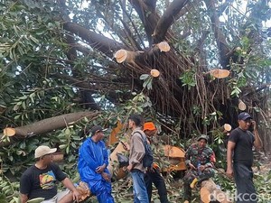 Hujan Angin, Beringin Raksasa Tumbang-Timpa 2 Rumah di Mataram