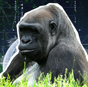 Katanya IQ Warga RI Dekati Gorila? Angka Mirip, Logikanya Beda