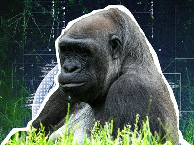 Katanya IQ Warga RI Dekati Gorila? Angka Mirip, Logikanya Beda