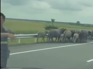 Kawanan Kerbau Masuk Tol di Sumsel, Pengendara Terganggu