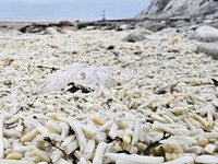 Pantai ini Berubah Jadi Lautan Kentang Goreng Raksasa, Ada Apa?