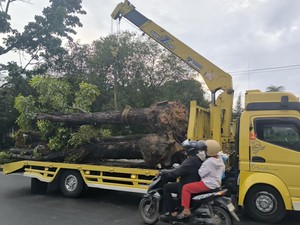 Walkot Agung Terbitkan Edaran Larang Tebang Pohon, DLHK Siapkan Armada-Petugas