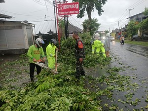 Cuaca Ekstrem Terjang Bangli-Klungkung, Pohon dan Tiang Listrik Roboh