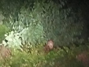 Harimau Muncul di Pelalawan, BBKSDA Riau Turunkan Tim Antisipasi Konflik