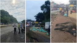 3 Truk Terlibat Laka Beruntun di Lampung Selatan, 1 Orang Tewas-Tiga Luka Berat