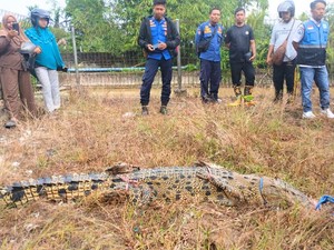 Buntut Insiden Emak-emak Diterkam, Buaya 2 Meter di Tarakan Ditangkap Satpol PP