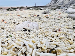 Aneh tapi Nyata, Lautan Kentang Goreng Muncul di Pantai Ini