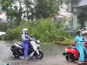 9 Pohon Tumbang di Makassar Hari Ini Akibat Hujan dan Angin Kencang