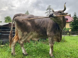 Inikah Sapi Terpintar di Dunia? Ilmuwan Kaget dengan Kemampuannya