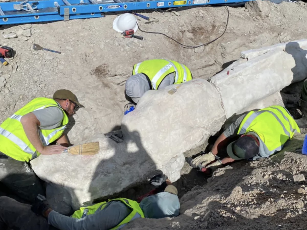 Penemuan Fosil Diplodocus Besar Saat Pembangunan Tempat Parkir di Utah