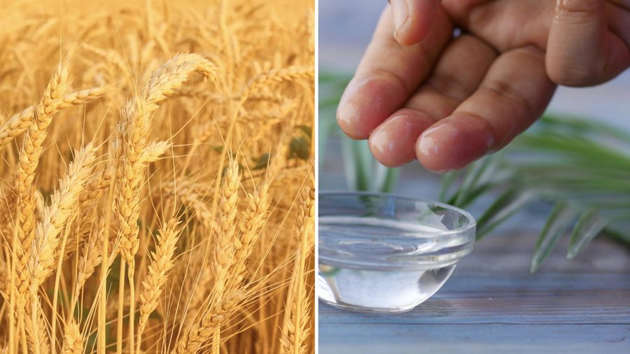 Foto Kombinasi Gandum dan Minyak Nabati. (Freepik-Pexels)