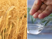 Produksi Gandum-Nabati Dunia Kasih Pertanda Nasib Pangan Global 2026