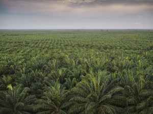 Benarkah Kebun Sawit Jadi Biang Kerok Banjir?