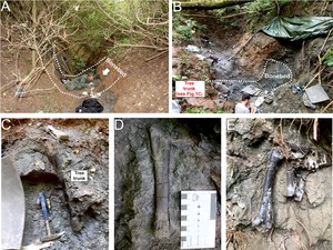 Temuan Fosil Dinosaurus Bertumpuk, Kok Bisa Tumpang Tindih?