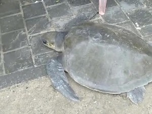 Penyu Lekang Berbobot 30 Kg Terdampar di Pantai Kuta Bersama Sampah Kiriman