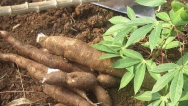 Industri Hilirnya Berantai-Ada Pati, Bukti Singkong Tanaman Super RI?