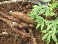 Industri Hilirnya Berantai-Ada Pati, Bukti Singkong Tanaman Super RI?