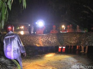 Pohon Tumbang di Jalancagak Subang Timpa 2 Motor, 3 Orang Terluka