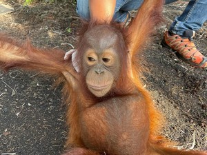 Penyelamatan Jani, Bayi Orangutan yang Terlantar di Kebun Sawit