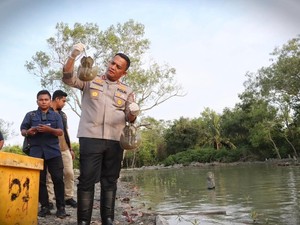 Polres Batubara Gagalkan Penyelundupan 300 Ekor Belangkas ke Malaysia
