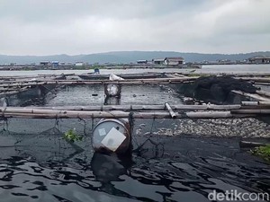 Menyibak Penyebab Ikan Mati Massal di Waduk Jatiluhur