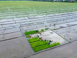 RI Swasembada Pangan Saat Lahan Sawah Menyusut, Ini Rahasianya