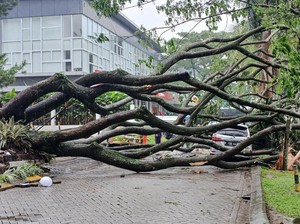 Pohon Trembesi 20 Meter Tumbang Timpa Dua Mobil di Padalarang