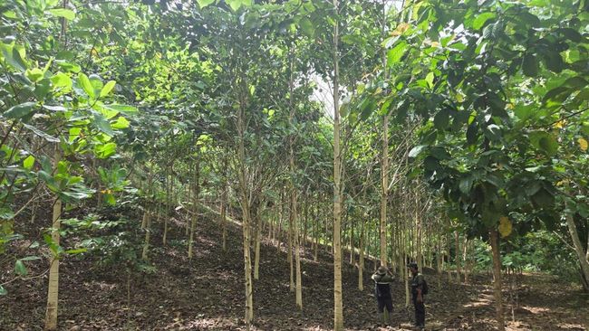 EMAS Pulihkan Daerah Aliran Sungai Tambang Gorontalo