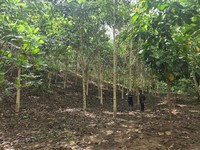 EMAS Pulihkan Daerah Aliran Sungai Tambang Gorontalo