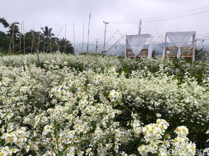 Pesona Bunga Pikok dengan View Gunung Ciremai di Saung Lumbung Kuningan
