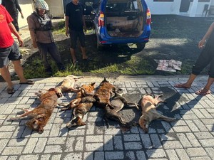 Warga di Minahasa Temukan Mobil Tanpa Pengemudi Berisi 7 Bangkai Anjing