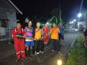 Kandang Sapi di Madiun Jadi Sarang Kobra, 5 Ular-13 Telur Dievakuasi