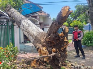 Rumah-Toko di Bondowoso Rusak Akibat Tertimpa Pohon Berdiameter 1 Meter