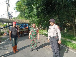 Diterjang Angin Kencang, Pohon Tumbang Lukai Pemotor di Kota Malang
