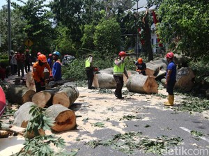 2 Korban Tewas Tertimpa Pohon di Sleman Kakek dan Cucu