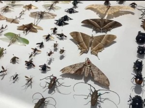 Museum Serangga di Bengkulu, Ada Spesies Serangga Baru Endemik